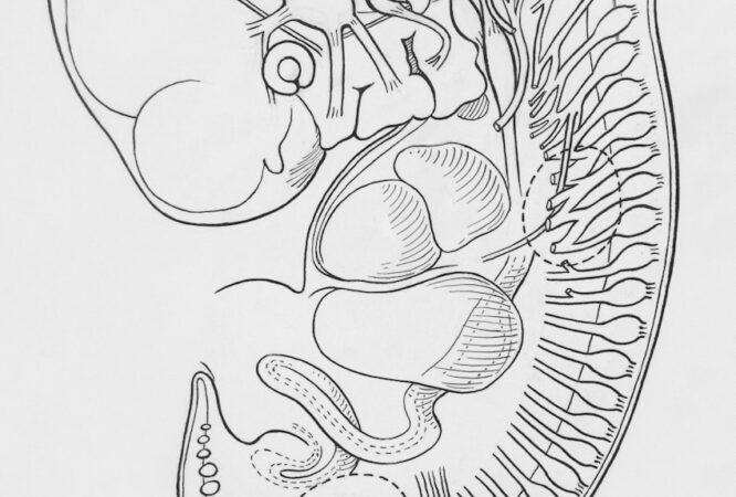 Detailed drawing of an early-stage vertebrate embryo anatomy.