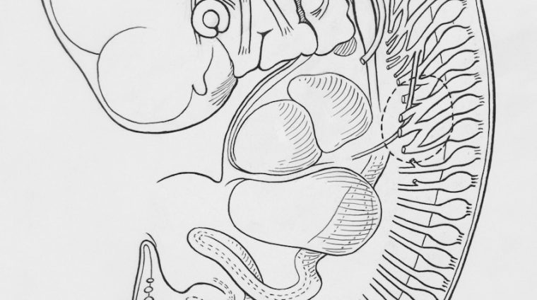 Detailed drawing of an early-stage vertebrate embryo anatomy.