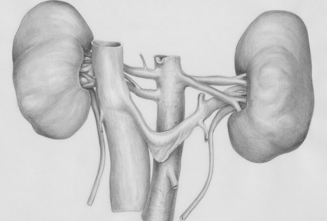a pencil drawing of the human body