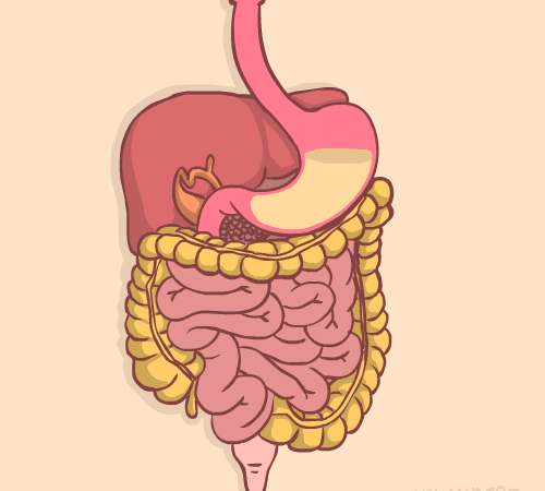 fox body GIF by Animation Domination High-Def