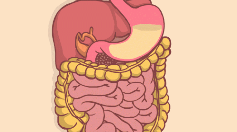 fox body GIF by Animation Domination High-Def