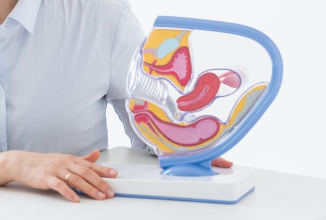 a woman sitting at a desk with a model of a stomach