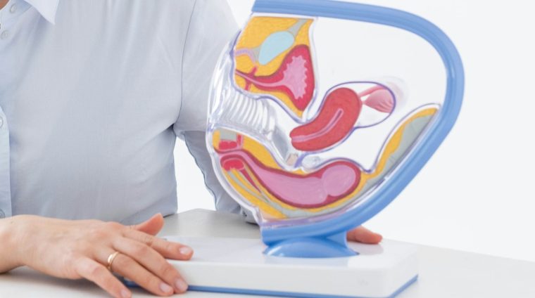 a woman sitting at a desk with a model of a stomach
