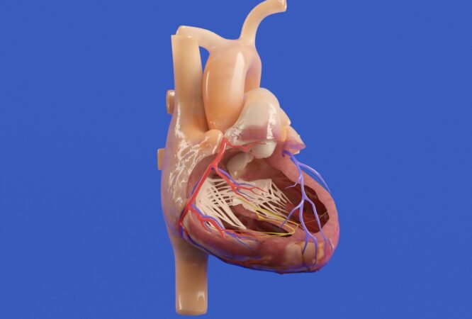 A detailed anatomical model of the human heart.